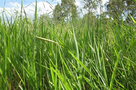 Brachiaria Signal Tropical Grass | AusWest & Stephen Pasture Seeds