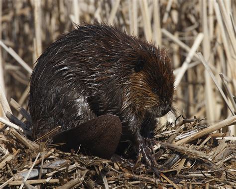 Beaver on muskrat house Photograph by Mark Wallner - Fine Art America