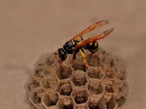 Types of Wasps