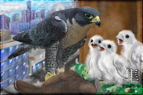 Peregrine Falcon Nest by Algren-Hayabusa on DeviantArt