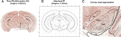 Focused analysis of the substantia nigra. (A) Image of an X-gal- and ...