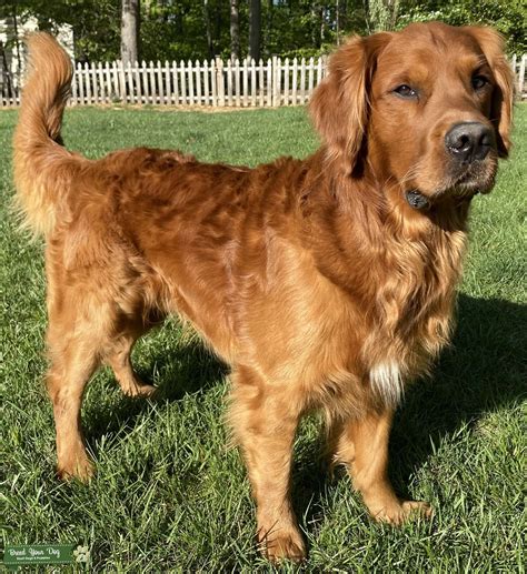 AKC Dark Red Golden Retriever - Stud Dog in Fredericksburg, VA, the United States | Breed Your Dog