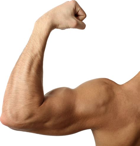 Free Muscle Arm Png, Download Free Muscle Arm Png png images, Free ClipArts on Clipart Library