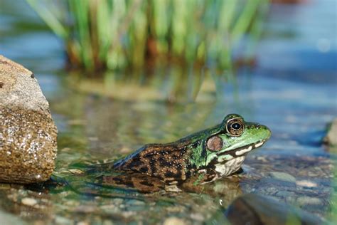 10 Facts About Amphibians