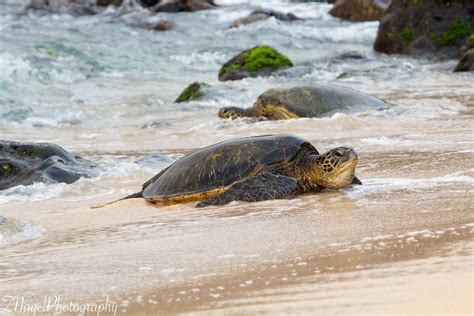 Honu Turtle | Hawaiian Green Sea Turtle - Paia Maui | ZNagelPhotography | Flickr