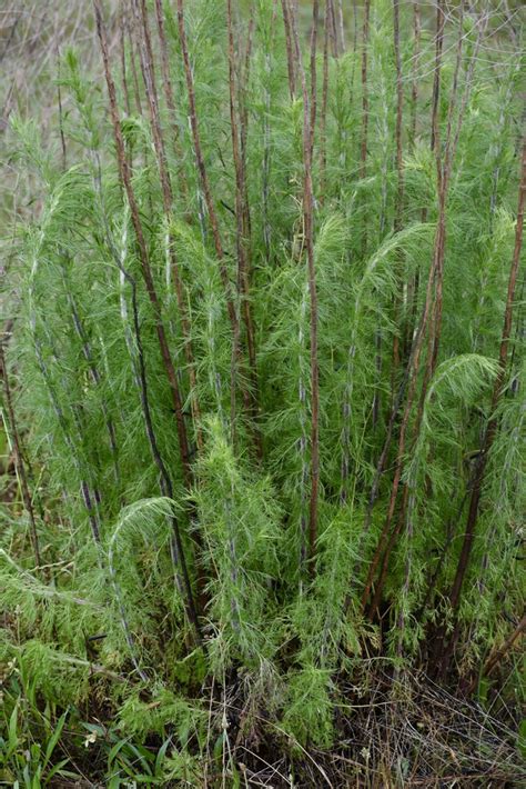 12+ Dog Fennel Plant | DominiqueCormac