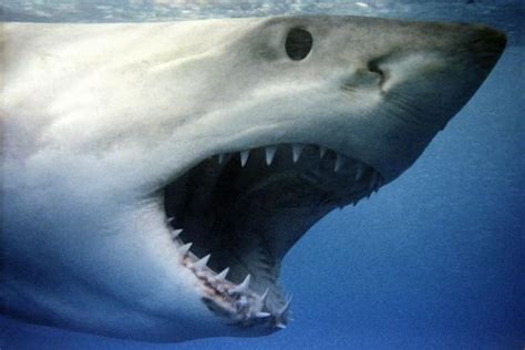 'Great White Shark with Mouth Wide Open' Photographic Print ...