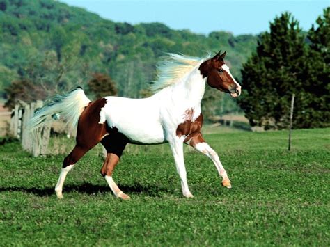 Most Beautiful Paint Horses | Paint Horse Wallpapers - Wallpaper Cave ...