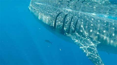 Know Before You Go | Swimming With Whale Sharks - TravelZork