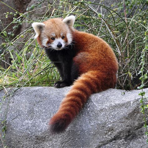 Red panda - Vogelpark Avifauna