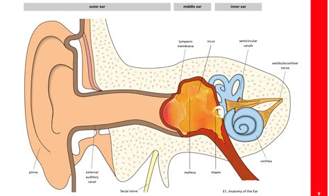 middle ear infection symptoms — ent4kids