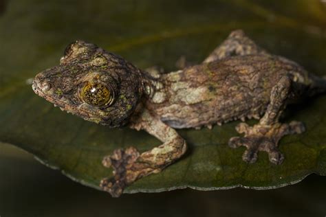 San Diego Zoo Finds Success Breeding Two Rare Reptile Species - Times ...