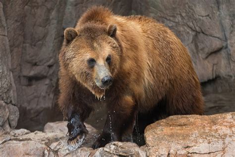 Grizzly Bear | Reid Park Zoo