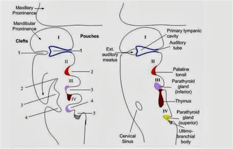 Anatomy of human body free download: Pharyngeal pouches