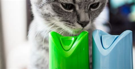 11 Best Cat Air Freshener For 2024 | Storables