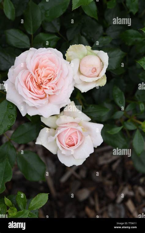 Kordes rose Garden of Roses bloom Stock Photo - Alamy