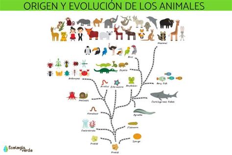 Lista 100 Imagen Origen Y Evolucion De Los Animales Mapa Conceptual ...