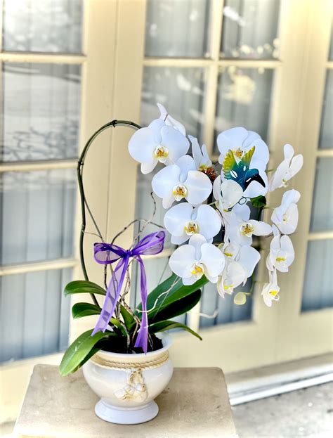 DOUBLE LUXURY WATERFALL ORCHID PLANT in Placentia, CA | Orchids Little Secret Boutique