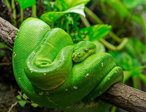 Green Tree Python Care Sheet | ReptiFiles