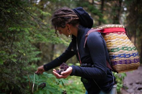 Harvesting elderberries