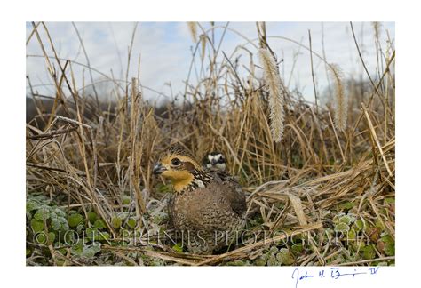 bobwhite quail hunting | Quail Hunting | Quail hunting, Quail, Hunting