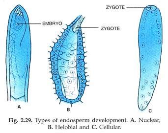 SEED development - Endosperm