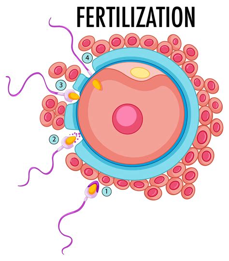 Understanding Fertilization in IVF: Conventional and ICSI Methods