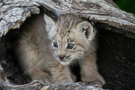 We eavesdropped on some Canadian lynx: What we heard was surprising