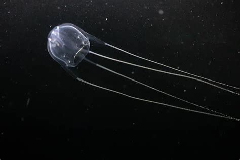 13 Crazy Irukandji Jellyfish Facts - Fact Animal