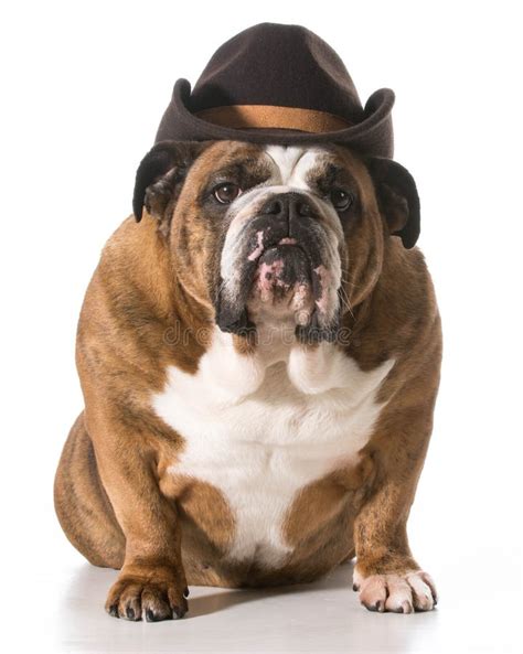 Dog Wearing Cowboy Hat Stock Photos - Download 175 Royalty Free Photos