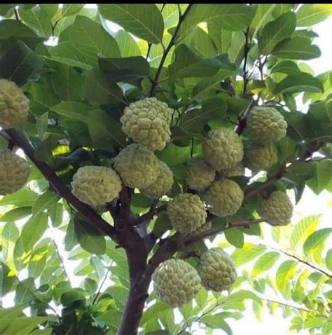 Well Watered Super Golden Custard Apple Tree, For Fruits at Rs 45/piece in Khachrod