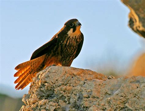 Rapaces del mundo: Aumenta la población de halcones de Eleonor en el ...