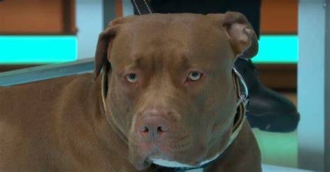 Brits call for ban on 'dangerous' American bully XL dogs