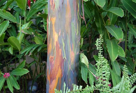 Rainbow Eucalyptus | cogito ergo imago | Flickr