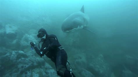 Shark encounter inspires short doc, ‘Near Miss’