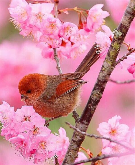 From @i_am_in_too on Instagram | Beautiful birds, Most beautiful birds, Exotic birds