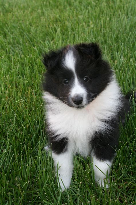 Mini Sheltie Puppies Black And White