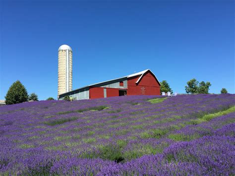 Lavender Hill Farm | Visit Charlevoix, Michigan | Charlevoix the Beautiful!