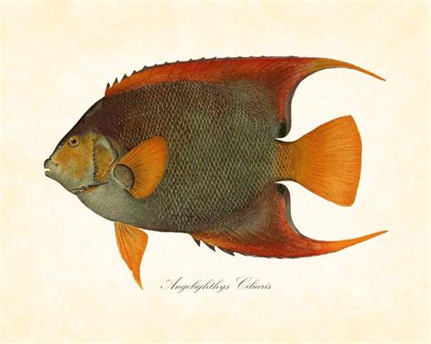 Art - Vintage Fish of Hawaii Series Plate 8 Bien, 1903 - Natural History Print | Natural history ...