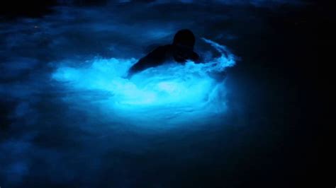 Luminous Lagoon Night Tour from Ocho Rios » Jamaica Shores Adventures