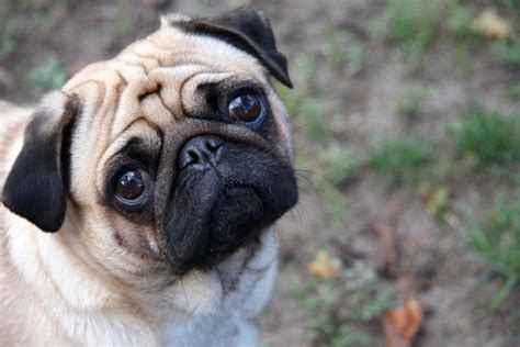 File:Sad-pug.jpg - Wikimedia Commons