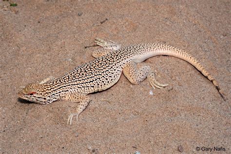 Colorado Desert Fringe-toed Lizard - Uma notata