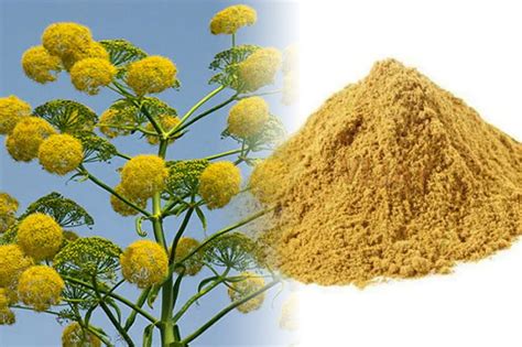 The most common spice in India but never grow before: Asafoetida(Hing ...