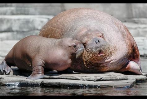 CDC Report: If You Are Eating Walrus Meat, Make Sure It Is Well-Cooked