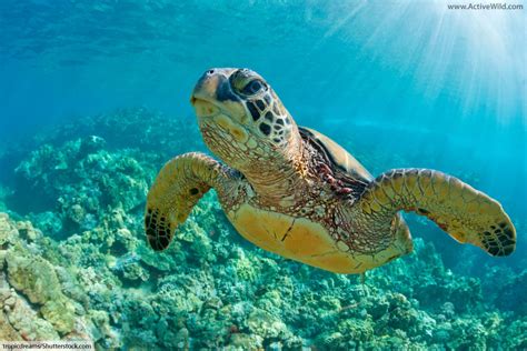 Green Sea Turtle Facts, Pictures & Information For Kids & Adults