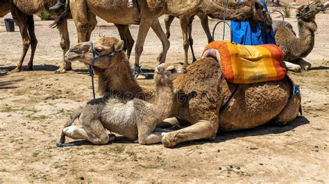 Dromedary Camel and Calf Kneeling on the Sand at a Commercial Camel Ride Site in Marrakesch ...