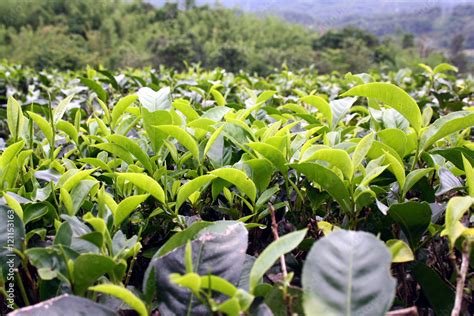 Sabah Tea Garden, located at the mouth of Mount Kinabalu, Sabah, Eastern Malaysia (Borneo), tea ...