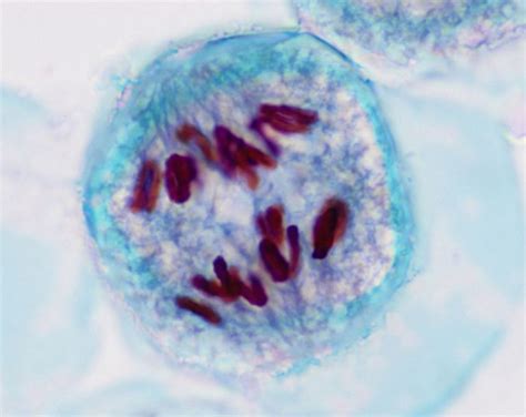 What Is Anaphase in Cell Biology?