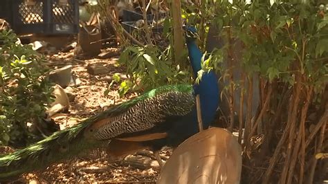 Noisy Peacock Draws Complaints in Oakland – NBC Bay Area