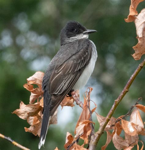 Eastern KIngbird on the Pickering Waterfront Trail: July 2020 | Miles Hearn